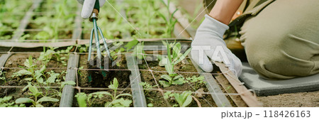 Close-up of hands with gardening tool planting young seedlings in garden bed Wearing gloves while tending to plant rows and maintaining vibrant green seedlings 118426163