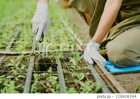 Person tending to young plants in a garden bed while wearing gloves and using gardening tools for nurturing and cultivating growth in home garden setting 118426164