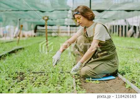 Person kneeling and tending to plants in greenhouse, surrounded by green foliage and wearing a t-shirt, overalls, gloves, and reflective sunglasses, creating relaxed atmosphere 118426165