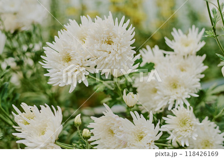 White chrysanthemums blooming beautifully in outdoor garden setting, showcasing vibrant petals and lush green leaves amidst natural backdrop and serene atmosphere White chrysanthemums blooming beautifully in outdoor garden setting, showcasing vibrant petals and lush green leaves amidst natural backdrop and serene atmosphere 118426169