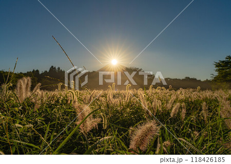 【ダイヤモンド富士】初秋の朝霧高原・猪之頭地区から見るチカラシバとダイヤモンド富士【静岡県】 118426185