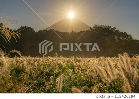 【ダイヤモンド富士】初秋の朝霧高原・猪之頭地区から見るチカラシバとダイヤモンド富士【静岡県】 【ダイヤモンド富士】初秋の朝霧高原・猪之頭地区から見るチカラシバとダイヤモンド富士【静岡県】 118426194