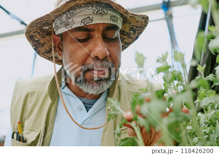 Man with gray beard and hat observing garden plants in greenhouse examining health and growth closely engaging in agricultural activity 118426200