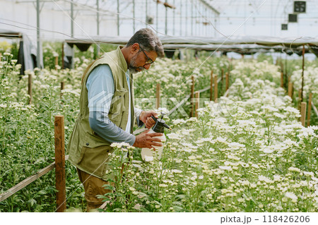 Gardener wearing glasses, using equipment for tending flowers inside greenhouse. Large rows of blooming white flowers surround while gardener focuses on task at hand Gardener wearing glasses, using equipment for tending flowers inside greenhouse. Large rows of blooming white flowers surround while gardener focuses on task at hand 118426206