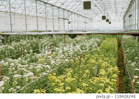 Rows of lush green plants with white and yellow flowers thriving in commercial greenhouse creating a serene and productive environment for cultivation Rows of lush green plants with white and yellow flowers thriving in commercial greenhouse creating a serene and productive environment for cultivation 118426248