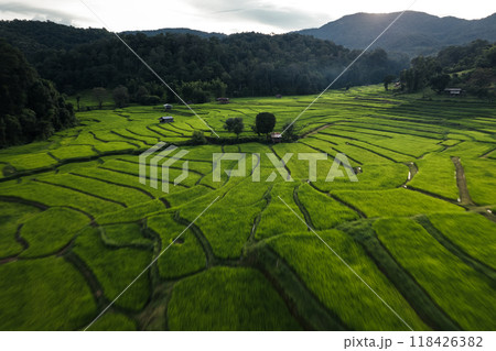 Rice field aerial view In the evening 118426382