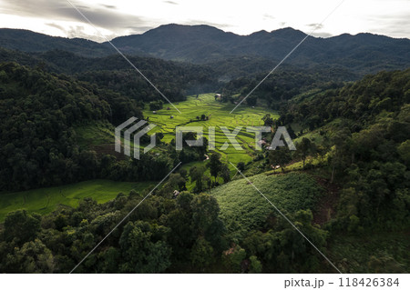 Rice field aerial view In the evening 118426384