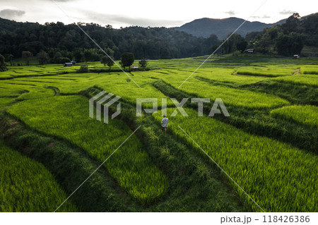 Rice field aerial view In the evening 118426386