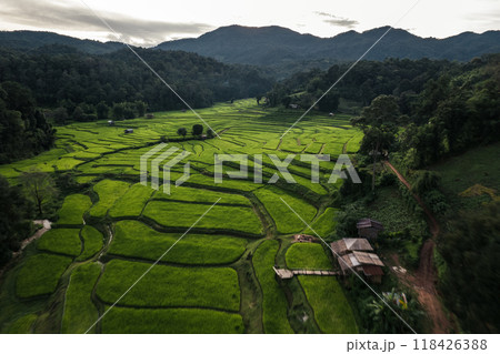 Rice field aerial view In the evening 118426388