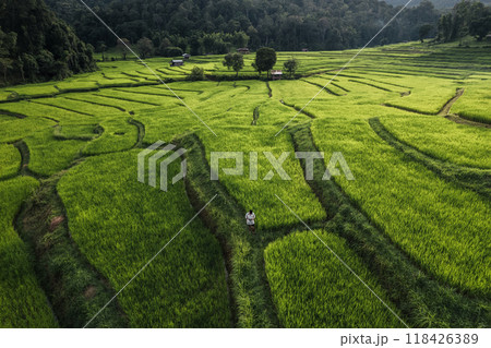 Rice field aerial view In the evening Rice field aerial view In the evening 118426389