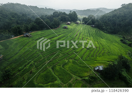 Aerial view of the rice fields In the rainy season 118426390