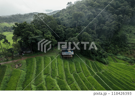 Aerial view of the rice fields In the rainy season Aerial view of the rice fields In the rainy season 118426393