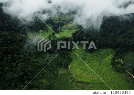 Aerial view of the rice fields In the rainy season 118426396