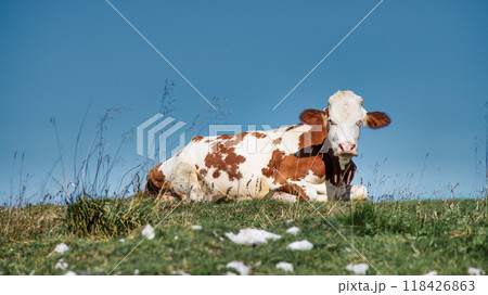 A cow laying down in a field with a blue sky 118426863
