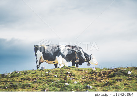 Two cows standing on a hill in a field 118426864