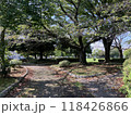晴れた公園の散歩道 118426866