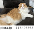 まったりくつろぐ猫 118426868