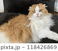 びっくりする猫 118426869