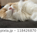 熟睡する猫 118426870