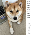 柴犬と対話 118426872