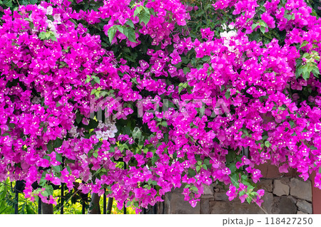 Bright pink bougainvillea flowers. Colorful carpet of fresh flowers. 118427250