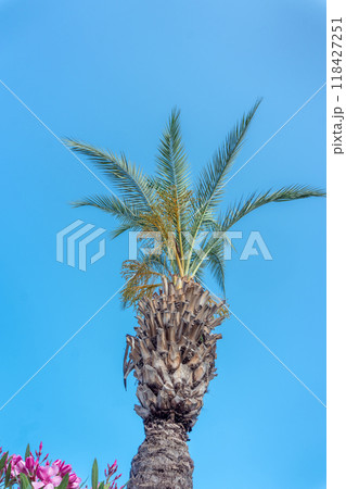 Palm tree against blue sky 118427251