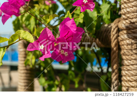 Bougainvillea Flowers in Sunlight at a Tropical Resort Bougainvillea Flowers in Sunlight at a Tropical Resort 118427259