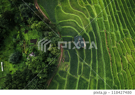 Aerial view of the rice fields In the rainy season 118427480
