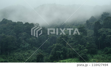 Trees and fog in the rainy season Trees and fog in the rainy season 118427494