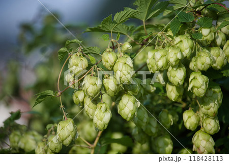 Close-up of fresh green hops growing on a vine in garden, perfect for brewing and agriculture themes 118428113