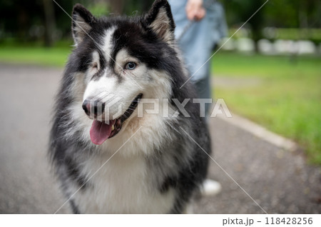 A close-up image of a gorgeous, fluffy Siberian husky dog in a park with its owner. 118428256