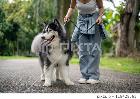A beautiful Siberian husky dog on a leash with its owner walking together in a green park. A beautiful Siberian husky dog on a leash with its owner walking together in a green park. 118428363