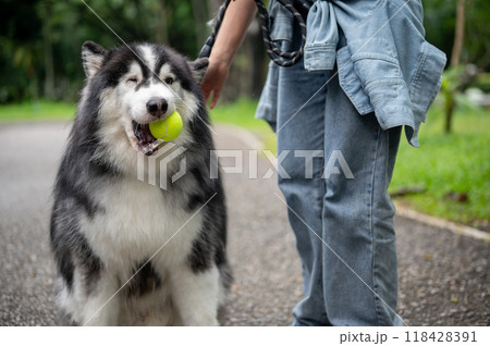 A dog is carrying a tennis ball in his mouth, playing fetch with its owner in a park. 118428391