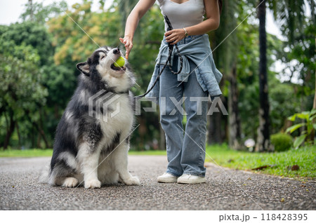 A happy Asian female dog owner is giving a tennis ball to her dog, training it to obey. A happy Asian female dog owner is giving a tennis ball to her dog, training it to obey. 118428395