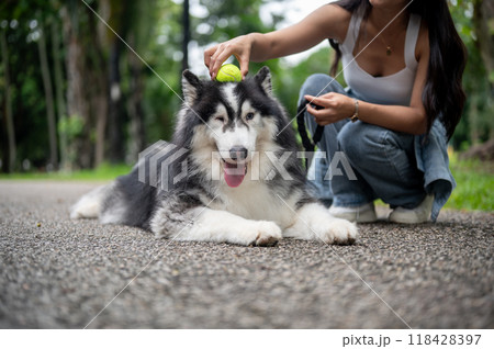 A beautiful, happy Siberian husky dog is sitting on a street in a green park with its owner. 118428397
