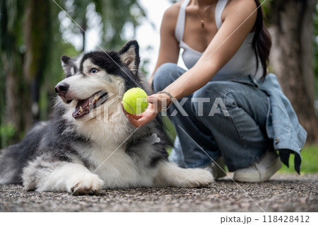 A beautiful Siberian husky dog lying on the street and playing a tennis ball with its owner. 118428412