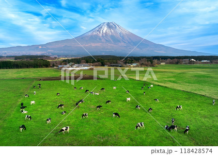 Aerial view of Cows eating lush grass on the green field in front of Fuji mountain, Japan. 118428574