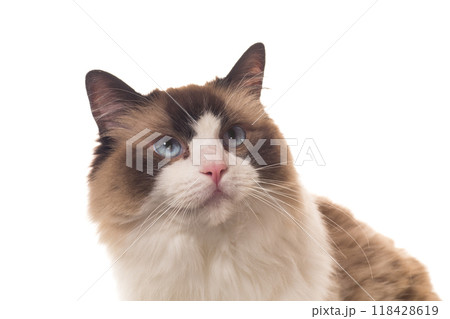 Portrait of purebred Ragdoll cat, isolated on white background 118428619