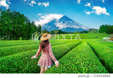 Tourist standing in green tea plantation in Shizuoka, Japan. 118428666