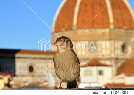 南欧イタリアのトスカーナ州フィレンツェ　世界遺産の歴史地区　イタリアスズメとドゥオモクーポラの眺望 118428895