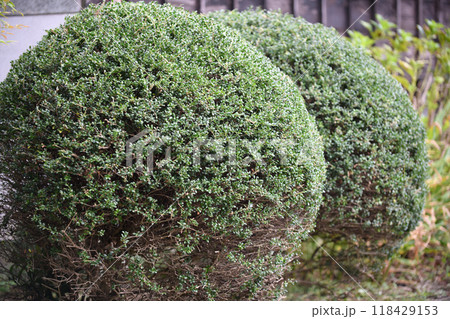 素人が剪定した球形仕立てのイヌツゲ 118429153