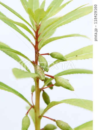 ホウセンカの種がはじける直前の実 118429160