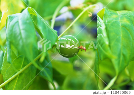 グリーンカーテンのオキナワスズメウリの実（秋、九月） 118430069