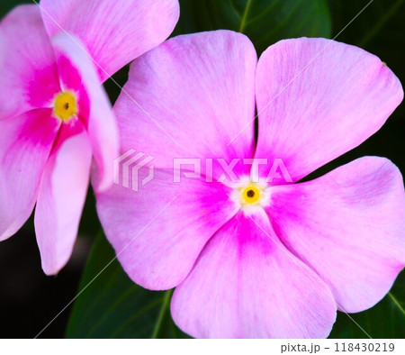 ピンク色の花びらが綺麗なニチニチソウ 118430219