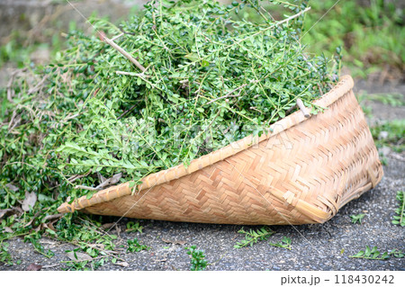 竹箕に盛られた剪定後の小枝 竹箕に盛られた剪定後の小枝 118430242