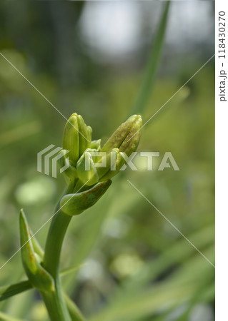 Daylily Night Embers 118430270