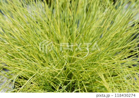 Blue fescue Amigold Blue fescue Amigold 118430274
