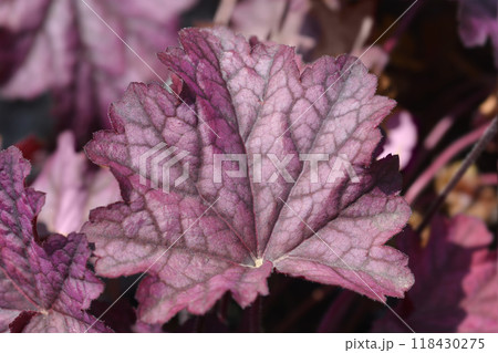 Coral Bells Berry Smoothie Coral Bells Berry Smoothie 118430275