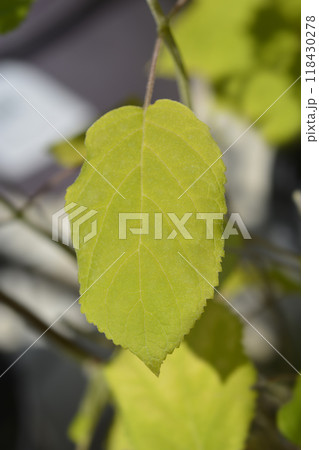 Smooth hydrangea Annabelle Smooth hydrangea Annabelle 118430278