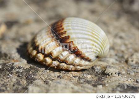 Cockle shell 118430279